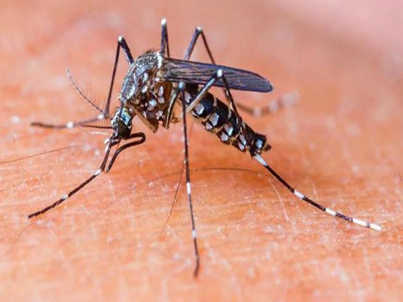 Dengue panic in Murgaon taluka; One woman dies with three men a year | मुरगाव तालुक्यात डेंग्यूमुळे घबराट; वर्षभरात तीन पुरुषांसह एका महिलेचा मृत्यू