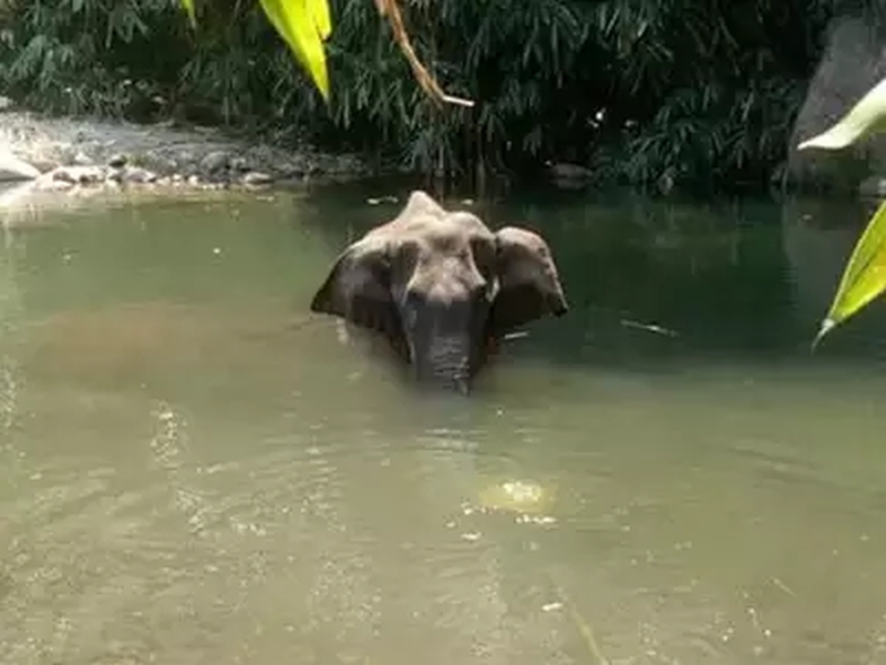 Kerala Elephant Death: According to the autopsy report the elephant had not eaten anything for 14 days before her death | Kerala Elephant Death: हत्तीणीच्या मृत्युमागील आणखी एक कारण आलं समोर; शवविच्छेदनातून माहिती उघड