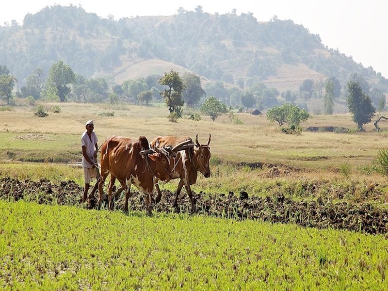 Maharashtra leads again in farmer suicides | शेतकरी आत्महत्यांमध्ये पुन्हा महाराष्ट्र आघाडीवर