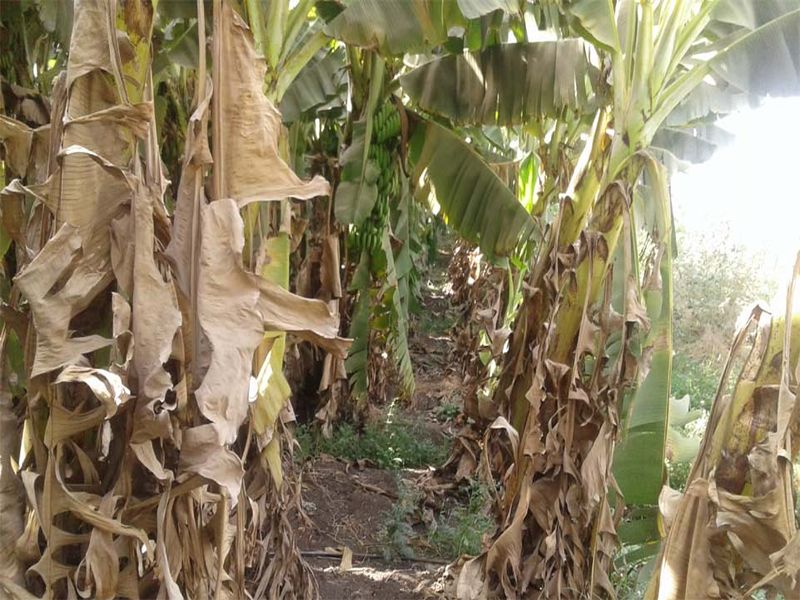 Due to lack of water, there was a crop in Borad | पाण्याअभावी बोरद येथे पीक करपू लागली