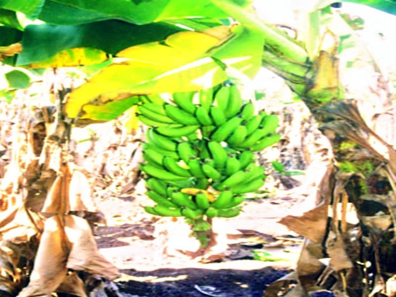  Insurance benefits to affected banana growers due to overcrowding in Chopda taluka | चोपडा तालुक्यातील अति थंडीमुळे बाधित केळी उत्पादकांना विम्याचा लाभ