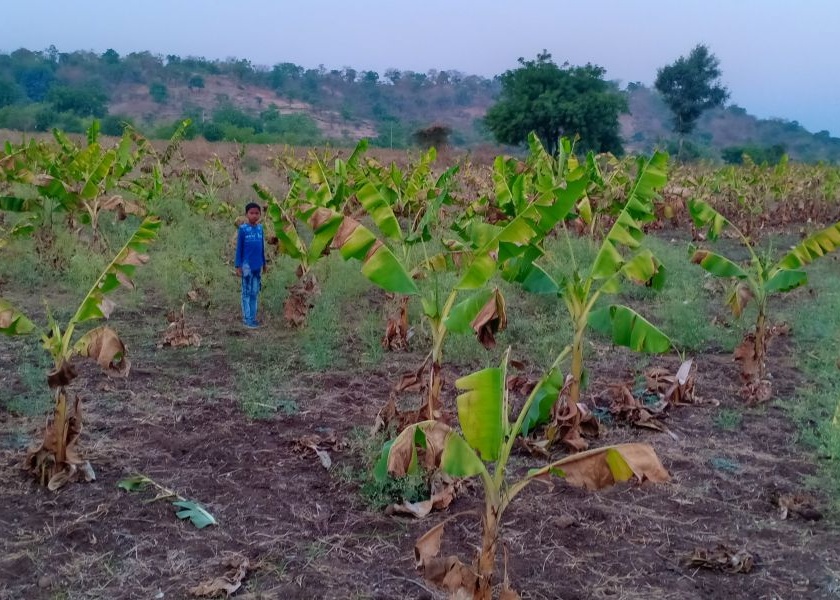 Time to throw out banana plantation due to lack of sufficient water in Hattalale area of ​​Muktainagar taluka | मुक्ताईनगर तालुक्यातील हरताळे परिसरात पुरेशा पाण्याअभावी केळी बागा उपटून फेकण्याची वेळ