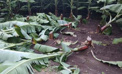Damage by cutting banana trees | केळीची झाडे कापून नुकसान