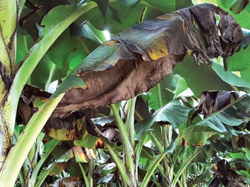 Early rains disrupted the banana orchards | अवकाळी पावसाने केळी बागांची वाढ खुंटली
