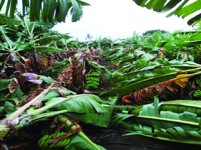 Due to unseasonal rains in Jalgaon district, damage to crops on 250 hectares | जळगाव जिल्ह्यात अवकाळी पावसामुळे २५० हेक्टरवरील पिकांचे नुकसान