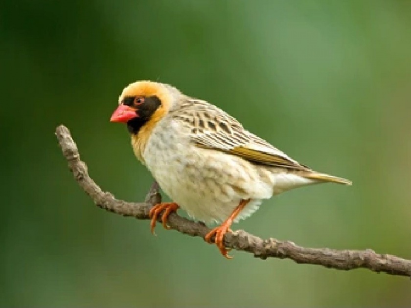 This country launched a campaign against small parties, the target of killing 60 lakh birds, the reason that came to light | चिमुकल्या पक्षांविरोधात या देशाने उघडली मोहीम, ६० लाख पक्षी मारण्याचे टार्गेट, समोर आलं असं कारण