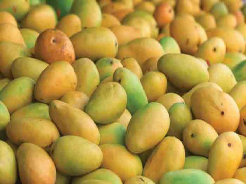 Mahakeshar on the lines of Hapus; Saffron mango branding done by farmers together | गोड बातमी ! शेतकऱ्यांनी एकत्र येत स्थापन केला 'महाकेशर' ब्रँड