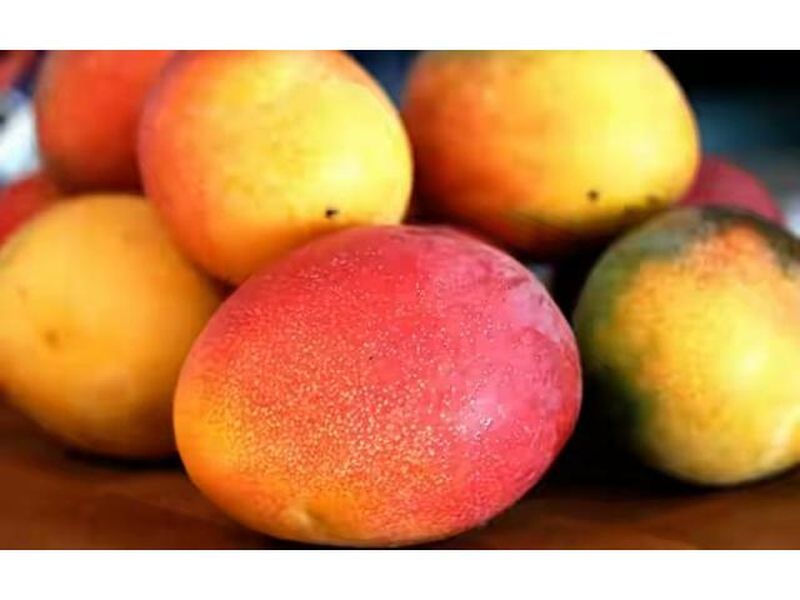 The sarcasm of saffron mangoes | केशर आंब्याच्या बागेवर चोरट्यांचा डल्ला