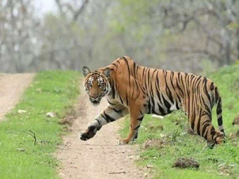 A tiger that kills a farmer in 'Living in Border Area' | शेतकऱ्यास गतप्राण करणारा टायगर ‘लिविंग इन बॉर्डर एरिया’तील