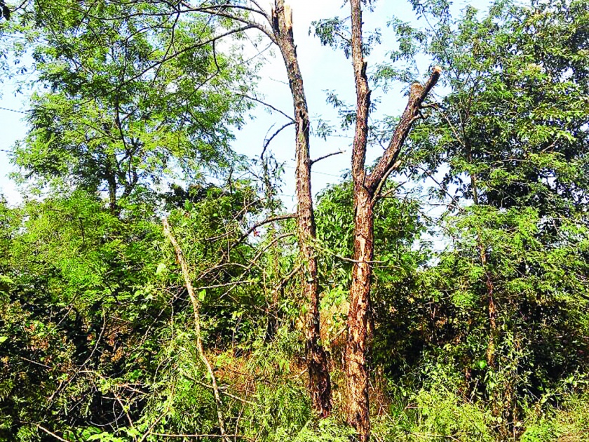 Ratnagiri: Damage due to tree lying on high school in Kondga | रत्नागिरी : कोंडगे येथे हायस्कूलवर झाड पडून नुकसान