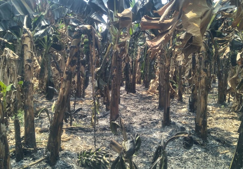 due to dispute banana crop was set on fire loss of seven lakhs | वादातून केळीचे पीक पेटवले, सात लाखांचे नुकसान