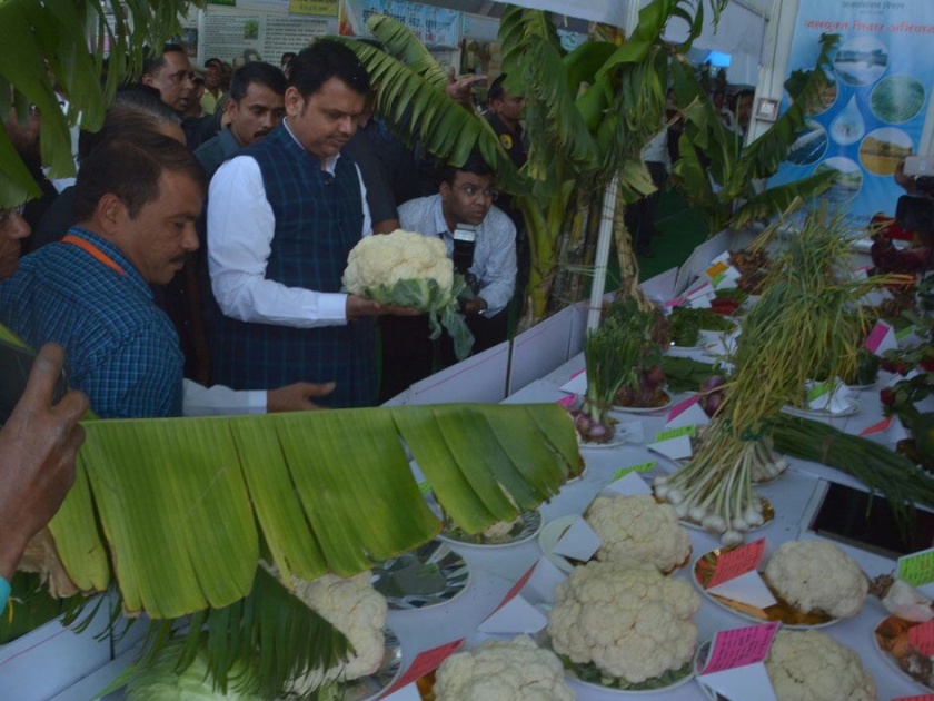 # Khamgaon Krishi Mahotsav: Chief Minister visit the stall |  #खामगाव कृषि महोत्सव : माधुरी वाणाच्या फुलकोबीने वेधले मुख्यमंत्र्यांचे लक्ष!