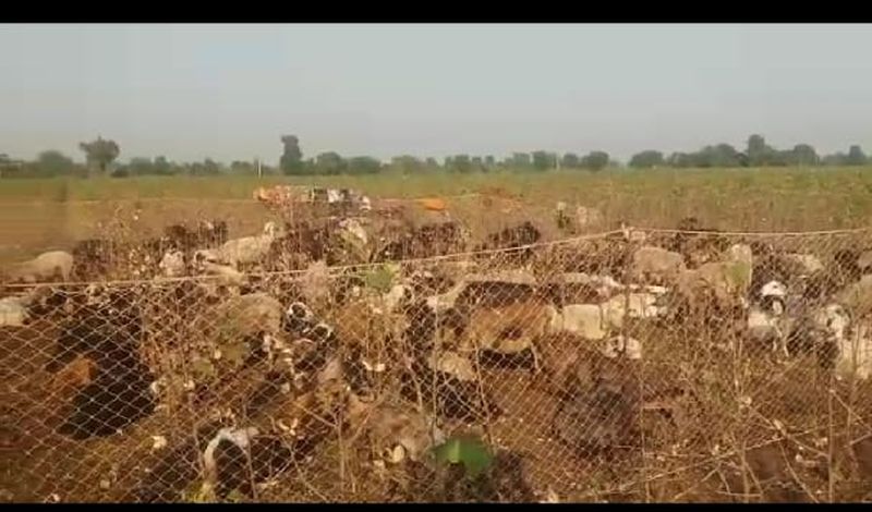 Sheep grazing in cotton field at buldhana district | पिकाला लागलेला खर्चही न निघाल्याने कपाशीत घातली मेंढरं 