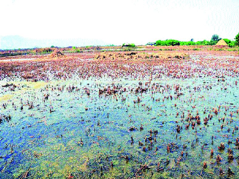 Kharabhoomi land forgot to register 'protected area', | खारभूमी ‘संरक्षित क्षेत्र’ नोंदवण्याचा विसर, चार जिल्ह्यातील ७ कोटी १८ लाख ७३ हजारांचा महसूल बुडाला