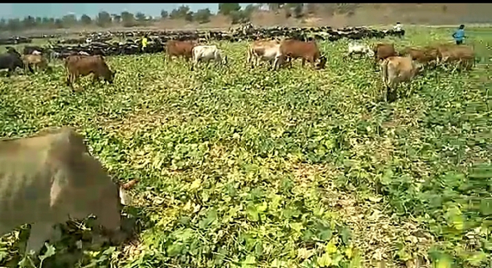 Cattle grazing in water-melon fields | खरबूज-टरबूजांच्या मळ्यात चराईसाठी सोडली गुरे