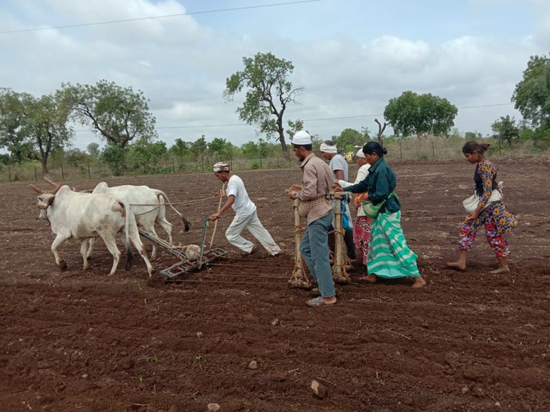 Kharif sowing begins in Murtijapur taluka | मूर्तिजापूर तालुक्यात खरीप पेरणीला सुरूवात