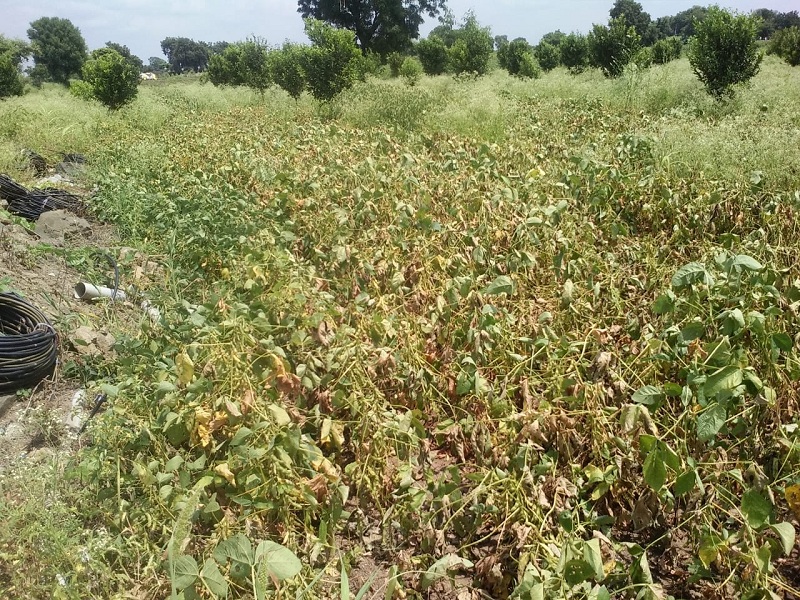 Kharif crops over 40 thousand hectare area are in critical phase from ​​Pathri taluka | पाथरी तालुक्यातील 40 हजार हेक्टर क्षेत्रावरील खरीप पिके मोजतायेत अखेरची घटका