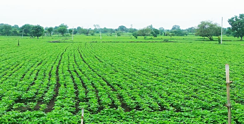 Kharipachi crops in Washim district! | वाशिम जिल्ह्यात खरिपाची पिके बहरली ! 
