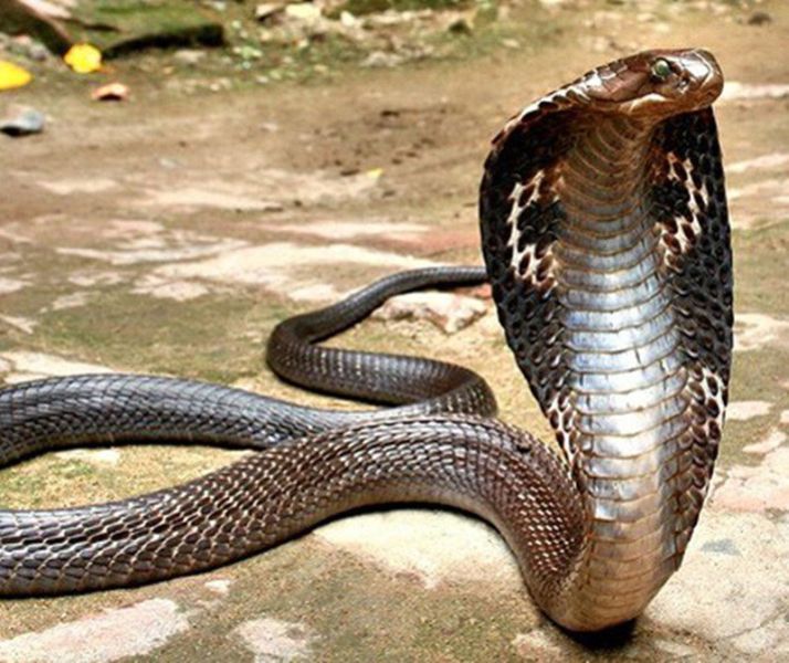Only 69 species of venom are poisonous | सापांच्या फक्त ६९ जाती विषारी