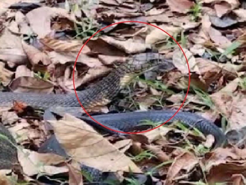 King cobra found at Zolambe in Sindhudurg, Second incident of safe rescue in the state | Sindhudurg: झोळंबेत आढळला किंग कोब्रा, सुरक्षितरीत्या रेस्क्यू करण्याची राज्यातील दुसरी घटना