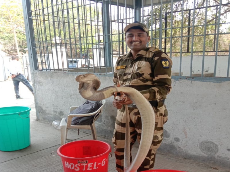 'King Cobra' found near children's hostel at Savitribai Phule Pune University | सावित्रीबाई फुले पुणे विद्यापीठात मुलांच्या वसतिगृहाजवळ आढळला 'किंग कोब्रा'