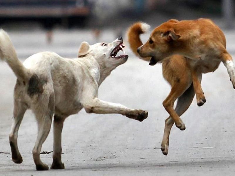 Dog bitten? You will get 10 thousand rupees; Judgment of Punjab and Haryana Court | कुत्रा चावलाय? तुम्हाला मिळतील १० हजार रुपये; पंजाब अन् हरयाणा न्यायालयाचा निकाल