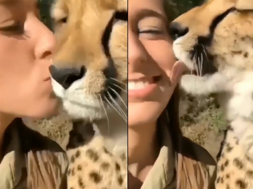 woman kisses cheetah video goes viral on internet | Viral Video: तरुणीने चित्त्याला असं किस केलं जणून काही मांजरीलाच किस करतेय, पण पुढे घडलं भलतंच