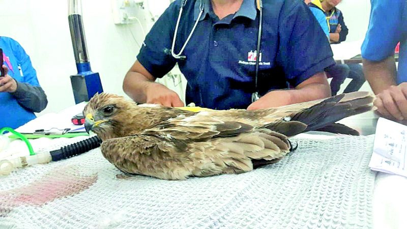 Kite-bashing: More than 100 birds become victims by nylon manza in Nagpur | पतंगबाजी : नागपुरात १०० हून अधिक पक्षी नायलॉन मांजाचे बळी