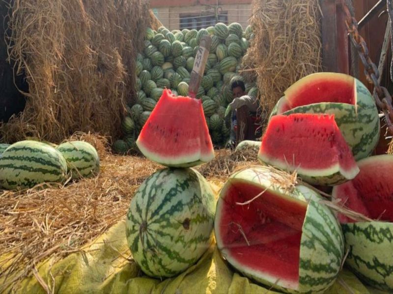 watermelon which is sweet in taste and cools the stomach, is in high demand in summer. | कच्चे कलिंगड केमिकल वापरून लाल केले जातात; असं ओळखा कलिंगडमधील 'केमिकल लोचा'