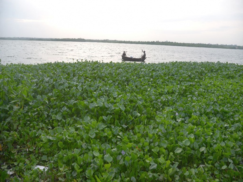 Nagpurs Ambazari lake is covered with 'water hyacinth', fear of pollution has increased | अंबाझरी तलावाला 'जलपर्णी'चा विळखा, वाढला प्रदूषणाचा धाेका
