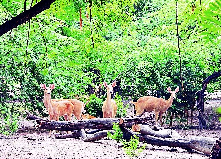 Manipur Sangai deer and Bengal's wolves, foxes will be seen in gorewada zoo | गोरेवाडा प्राणी उद्यानात येणार मणिपूरचे संगाई हरीण अन् बंगालचे लांडगे, कोल्हे