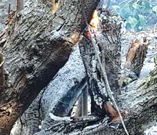 Burning of trees in Bhaindar creates sensation, neglect of systems | भाईंदरमध्ये झाडे जाळल्याने खळबळ, यंत्रणांचे दुर्लक्ष