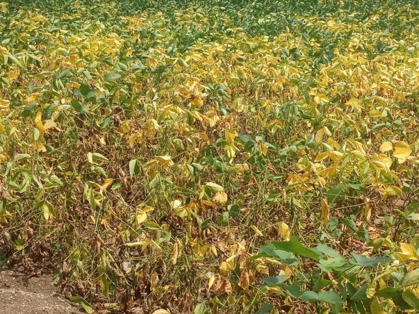 Viral yellow mosaic crisis on soybeans in Vidarbha, worries farmers | विदर्भातील सोयाबीनवर विषाणूजन्य येलो मोझॅकचे संकट, शेतकरी चिंतेत