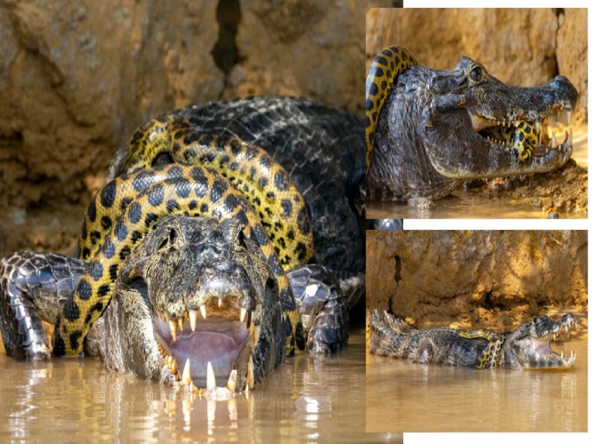Thrilling battle between crocodile and anaconda; Who won the 40 minute fight? | मगर आणि एनाकोंडामध्ये थरारक लढाई; ४० मिनिटांच्या संघर्षात कुणी बाजी मारली?