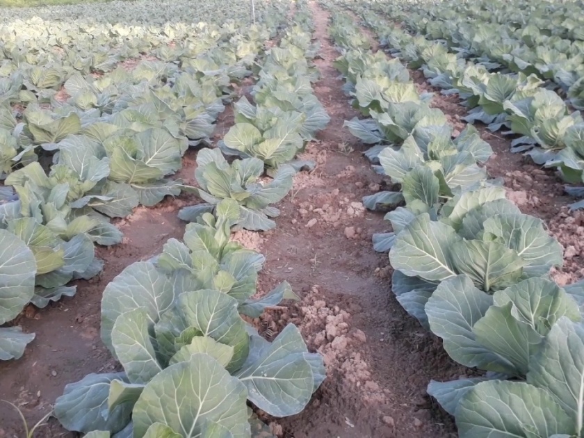 Cabbage cultivation in Khamkheda area is almost | खामखेडा परिसरात कोबी लागवडीची लगबग