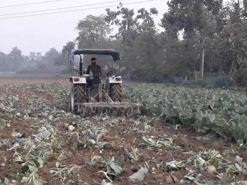 farmer runs tractor over cauliflowers crops bihar samastipur | कोबीला केवळ १ रु. किलोचा भाव; शेतकऱ्यानं उभ्या पिकावर चालवला ट्रॅक्टर!