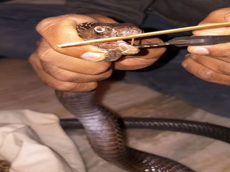 Lives of two cobra species of Kobra | खेडदिगरला कोब्रा जातीच्या दोन सापांना जीवनदान