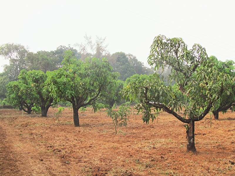 millions earns from modern farming of agricultural land acquired in the ancestral land of Konkan | कोकणातील वडिलोपार्जित जमिनीत आधुनिक शेतीची कास धरून मिळवले लाखोंचे उत्पन्न