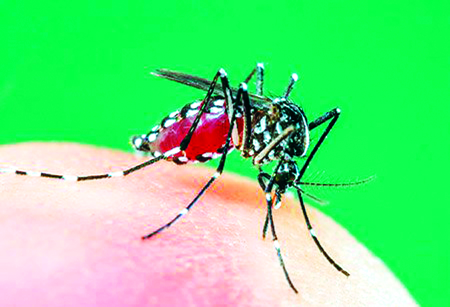 Keep it clean, 'dry' day: easy solution to stop dengue | स्वच्छता राखा, ‘कोरडा’ दिवस पाळा: ‘डेंग्यू’ला रोखण्याचे सोपे उपाय