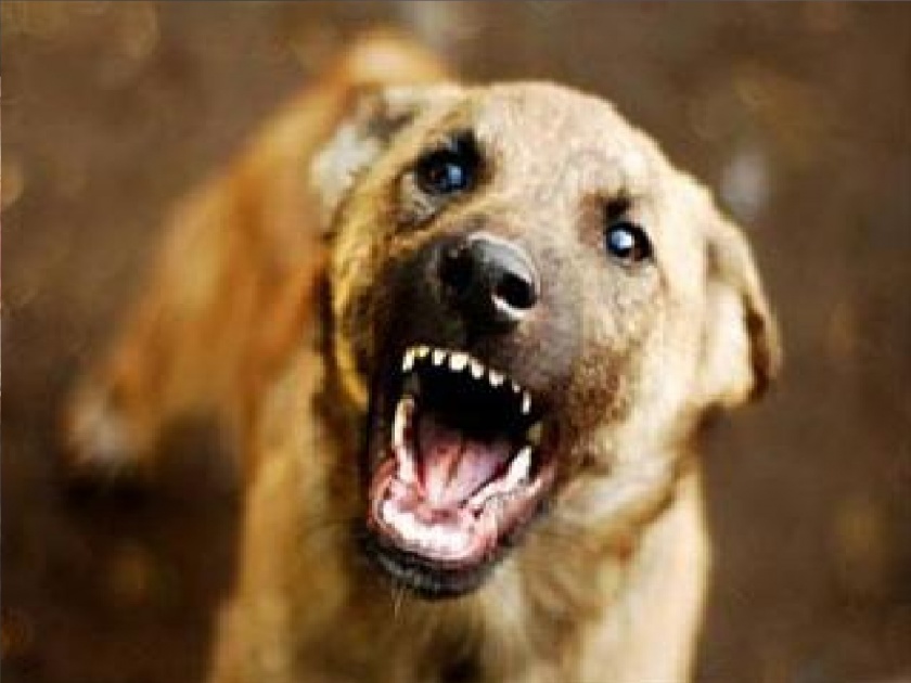 An angry dog broke a child earlobe, an incident in Thane near Porle in Kolhapur | पिसाळलेल्या कुत्र्याने बालकाच्या कानाचा लचकाच तोडला, कोल्हापुरातील पोर्ले तर्फ ठाणे येथील घटना
