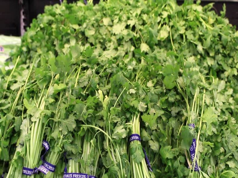 Nashik Agriculture Produce Market Committee: After throwing down prices, farmers threw cilantro | नाशिक कृषी उत्पन्न बाजार समिती : भाव घसरल्याने शेतक-यांनी कोथिंबीर फेकली