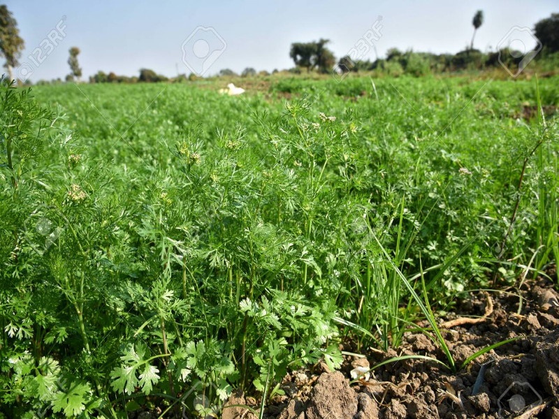 coriander rate is very high in poune city one coriander 50 to 80 rupees | कोथिंबीरच्या भावात मिळेल राईस प्लेट; एक गड्डी 'तब्बल ५० ते ८० रुपये'