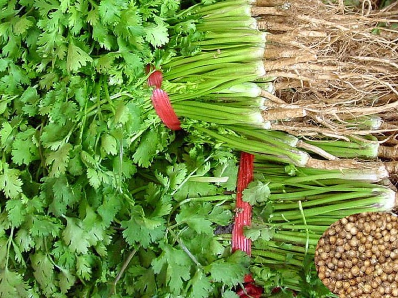 coriander prices hike highest in market indapur baramati | कोथिंबीरीने खाल्ला भाव! शेकडा उच्चांकी ४ हजार मिळाला दर