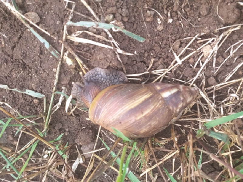 Crops endangered by shell snails; Attack on grass, cabbage, soybeans, corn | शंखी गोगलगायींच्या प्रादुर्भावाने पिके धोक्यात; घास, कोबी, सोयाबीन, मकावर हल्ला 