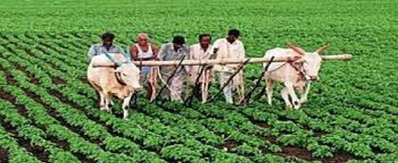 The scope of 'agricultural revival' will increase |  ‘कृषी संजीवनी’ची व्याप्ती वाढणार