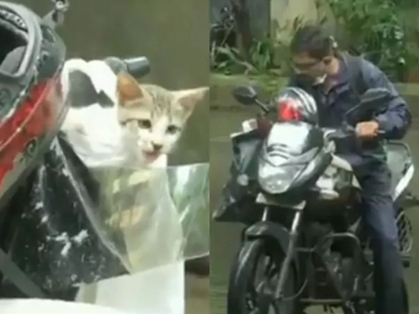 Video: This man save kitten in heavy rain of mumbai people are calling him hero | Video : रिअल हिरो! मुसळधार पावसात अडकलेल्या मनीमाऊचे बाईकस्वारानं वाचवले प्राण