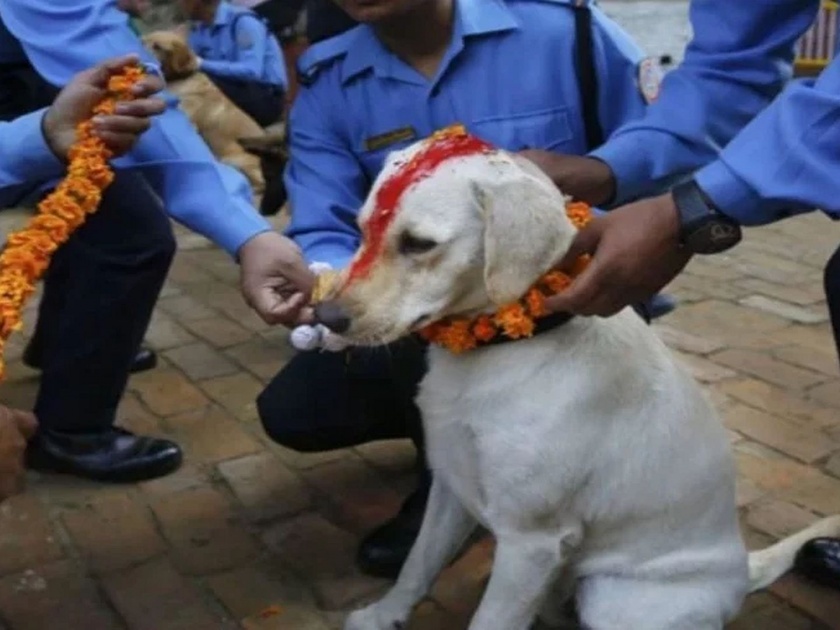 Nepal celebrate dog worship festival during Diwali | 'इथे' कुत्र्यांची पूजा करून साजरी केली जाते अनोखी दिवाळी, जाणून घ्या कारण