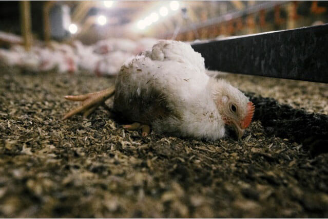 An atmosphere of fear due to the slaughter of hens in Mariaichiwadi | मरिआईचीवाडीत कोंबड्या दगावल्याने भीतीचे वातावरण: कारण अस्पष्ट