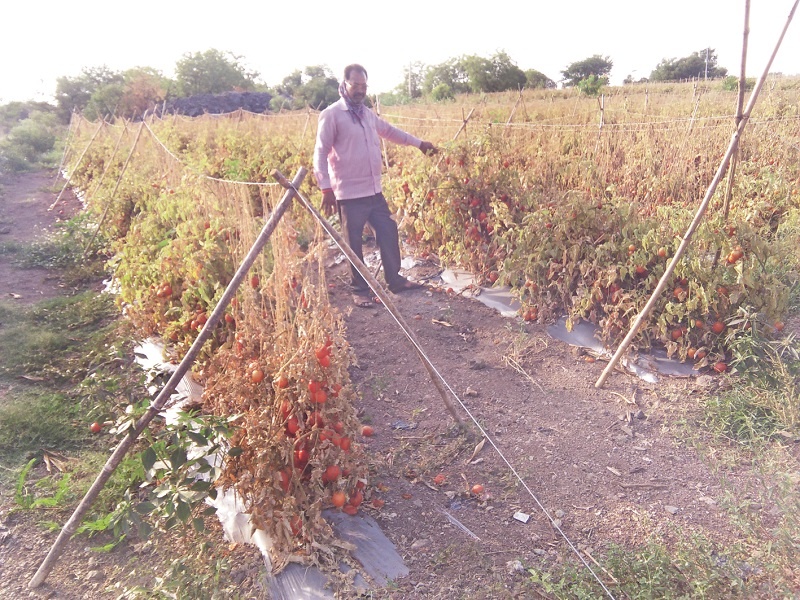 Two acres of tomato soil; The plight of the clan farmer | दोन एकरातील टोमॅटोची माती; कुळधरणच्या शेतक-याची व्यथा