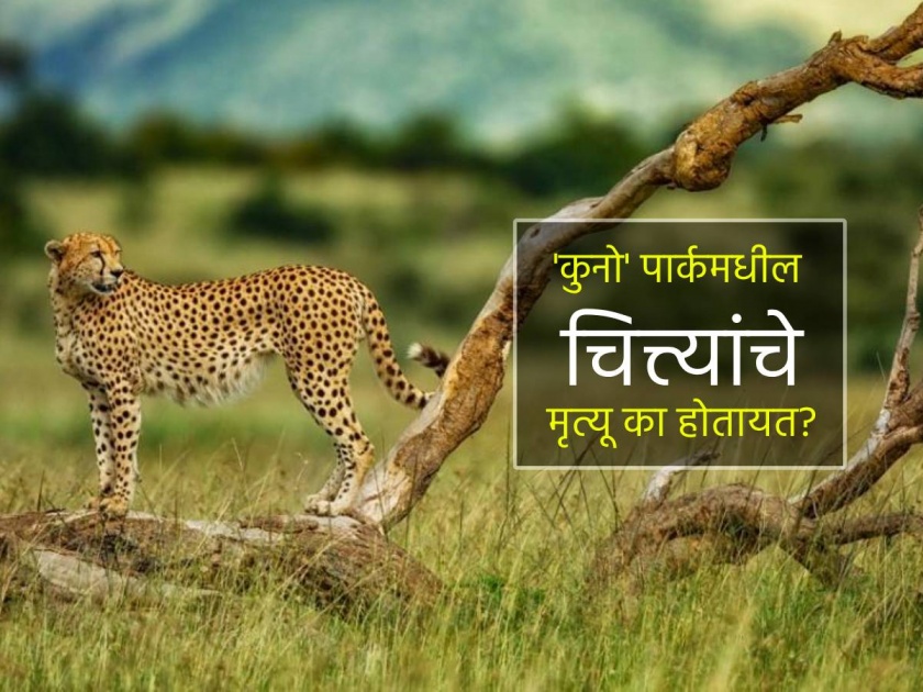 cheetahs in kuno national park death due to radio collars Pm Modi government statement came after expert claims | 'कुनो' पार्कमधील चित्त्यांचे मृत्यू का होतायत? तज्ज्ञांच्या दाव्यावर सरकार म्हणे- शक्यच नाही!